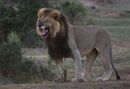 Aggression