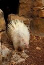 Albino Porcupine