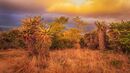 Aloes at Sundown-N-Laubscher van der Merwe-Alta-4STAR