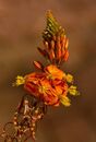 Autumn Florets