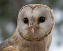 Barn Owl