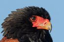Bateleur