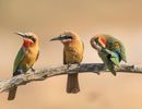Birds of a Feather-N-Cloete-Lorraine-4STAR