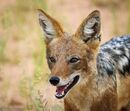 Black Backed Jackal 2-N-Cloete-Lorraine-4STAR