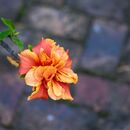 Blend of Colours