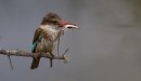 Brown-hooded Kingfisher-N-Coetzee-Johan-4STAR