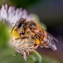 Busy bee