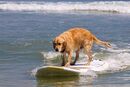Canine surfer