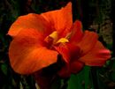 Canna flower