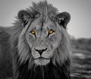 Cats eyes - Roger Scott - Junior - Commended