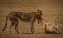 Cheetah Action-N-Muller-Ettienne-5STAR