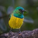 Collared sunbird