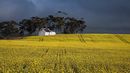 Cottage in the canola