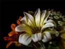 Daisy Posy