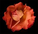 Delightfully Peachie-P-Rounce-Joan-4STAR