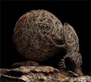 Dung Beetle