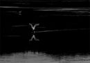 Egret on the Move-M-Malan-Dawid-5STAR