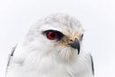 Eyes only for you-N-van der Walt-Paul-4STAR
