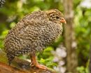 Fledgling in the rain