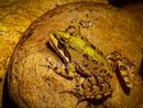 Forest Frog