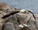 Gannet in Flight-N-Emanuel-Fern-4STAR