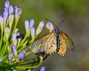 Garden Acraea-MC-Oosthuizen-Peter-3STAR