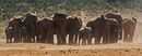 Gathering Herd