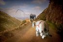 Gentle Giants-CA-Elliott-Sonia-MG