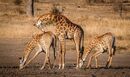 Giraffe Choreography-N-Emanuel-Doug-5STAR