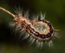 Hairy Fella