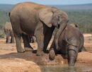 Helping Trunk-N-Rixom-Paul-MB