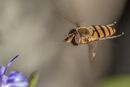 Hovering