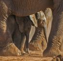 In The Herd