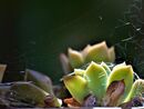Incey Wincey Spider