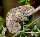Knysna dwarf chameleon