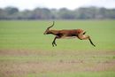 Lechwe in flight-N-Scott-Roger-3STAR