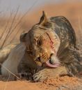 Licking her Wounds