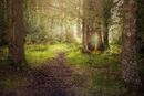 Magic Lies Ahead-CA-Elliott-Sonia-MG