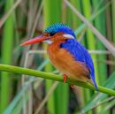 Malachite Kingfisher-N-Cloete-Lorraine-4STAR