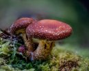 Maroon Mushroom-MC-Dalgleish-Willie-MB