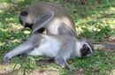 Monkey Therapy