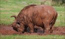 Mudbath 27-N-Furter-Heather-5STAR