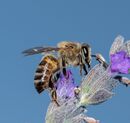 Nectar Collector