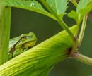 Peering through the Leaves