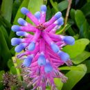 Pink and Blue