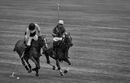 Polo Challenge