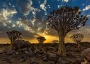 Quiver Tree Sunset