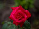 Red Red Rose-P-Johnstone-Joanne-2STAR