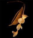 Seeds and pods