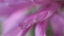 Senior 1st Place - a little drop of water - carol phillips